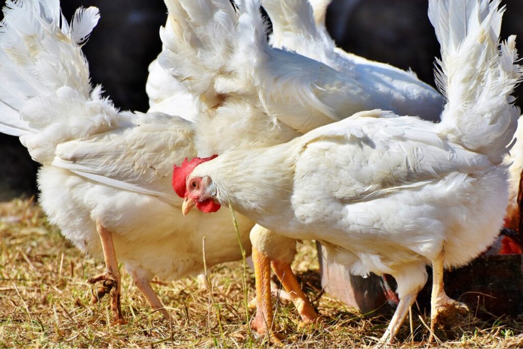 Poulsil - How to improve bone strength in poultry