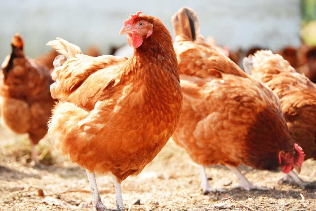 Poulsil for poultry farmers