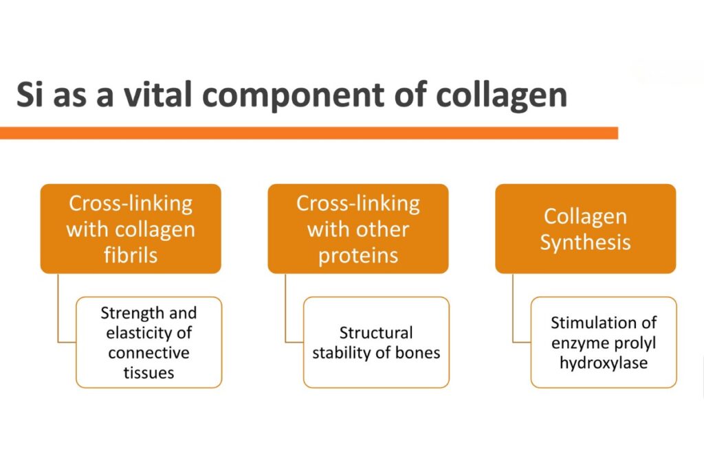 Silicium as a vital component of collagen